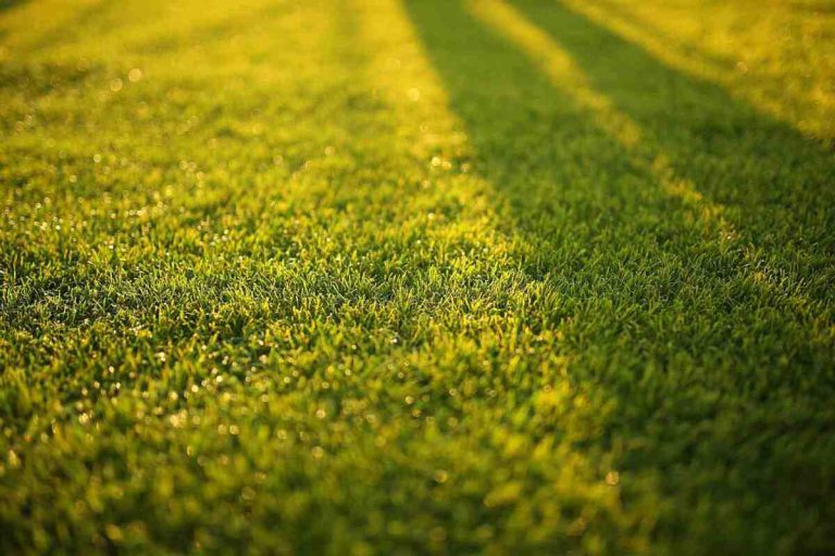 A Guide to Organic Lawn Fertilizer