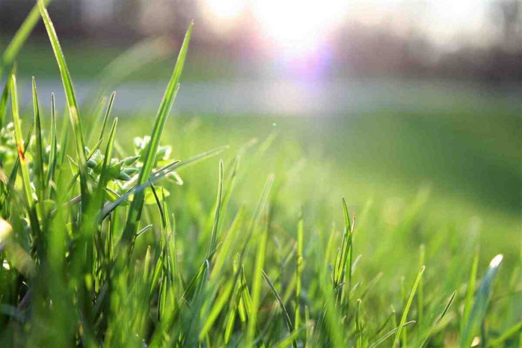 A macro of lawn grass with a rising sun in the background