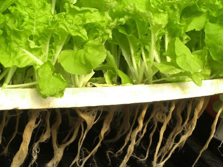 What is a Hydroponic Garden?