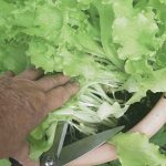Cutting lettuce with scissors