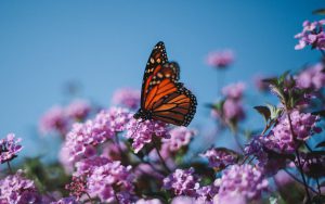 Purple lilac flowers with a monarch butterfly feeding