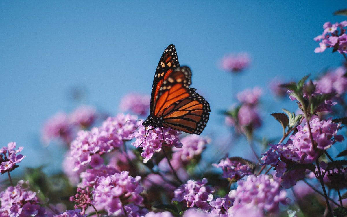 Purple lilac flowers with a monarch butterfly feeding
