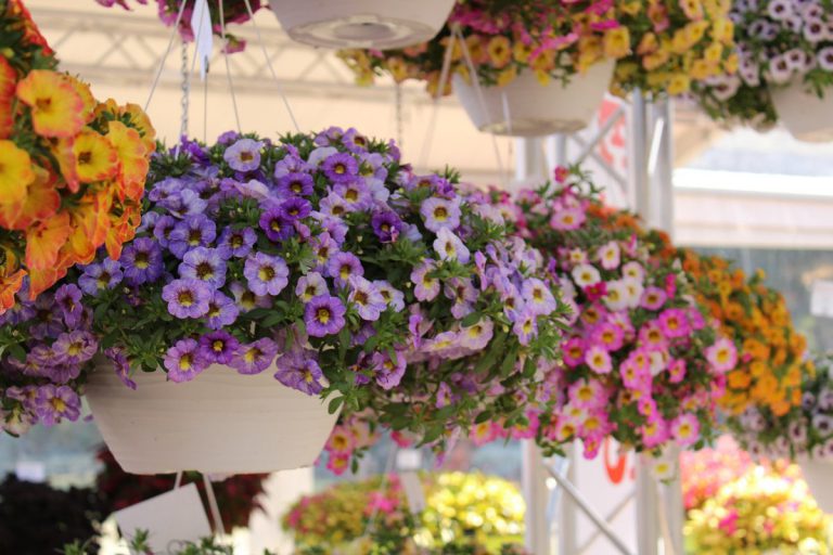 How To Grow And Care For Calibrachoa – Million Bells
