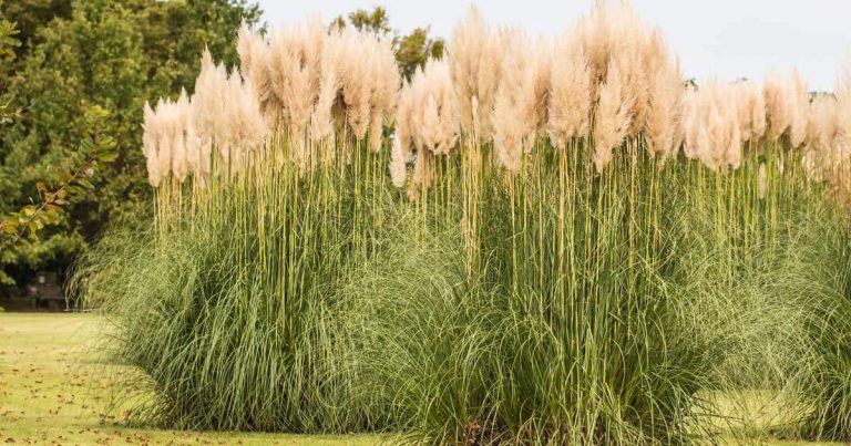 Maiden Grass: How To Care For And Use