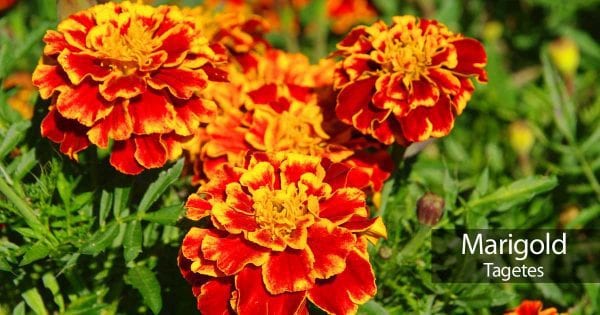 marigold-flowers-93020152680