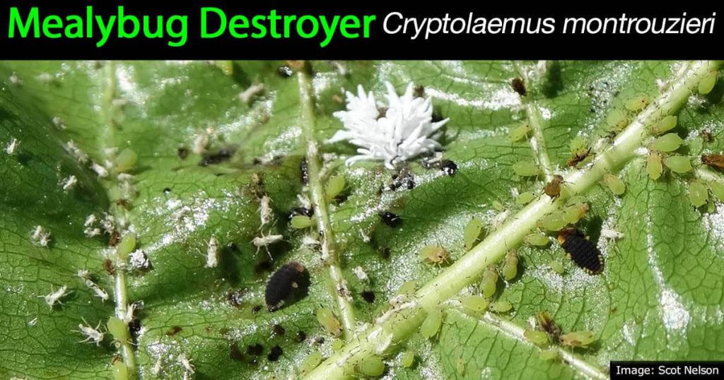 Mealybug destroyer