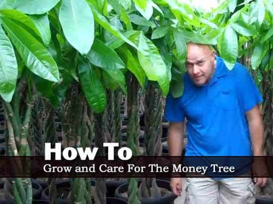 Money Tree Care: Growing The Braided Money Plant [TIPS]