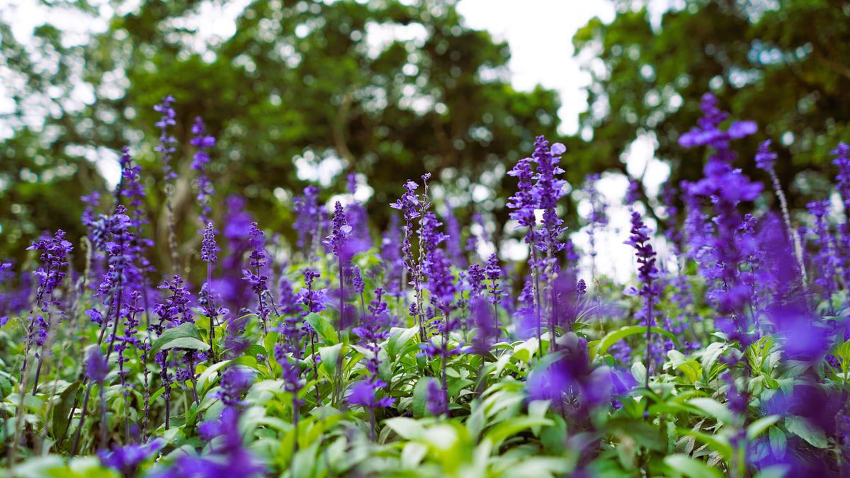 Salvia with blue purple flowers