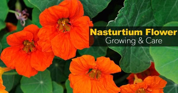 nasturtium-flower-09302016