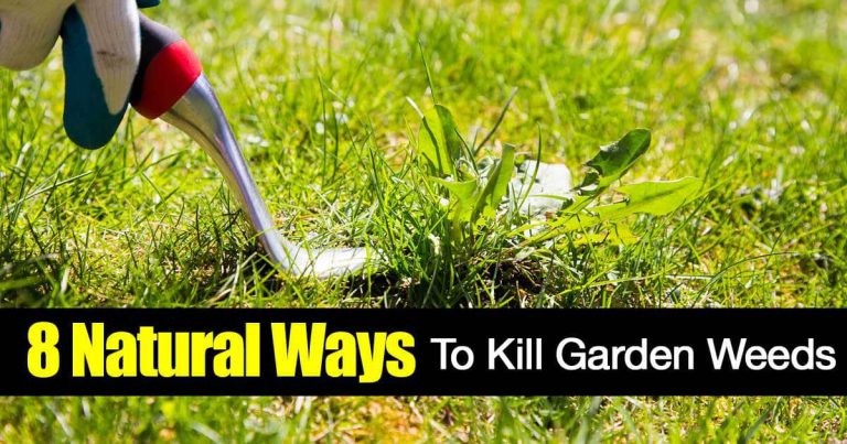 8 Ways On Killing Weeds Naturally