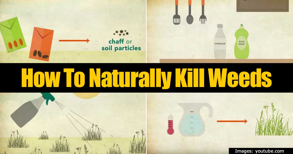 naturally-kill-weeds-93020151639