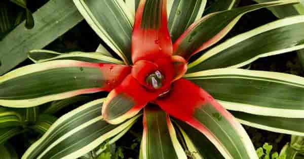 Neoregelia carolinae 