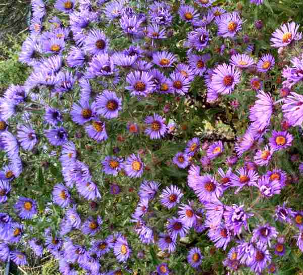 New England Aster with about fifty purple flowers in full bloom