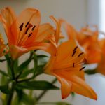 Asiatic lily with flower in tilt shift lens