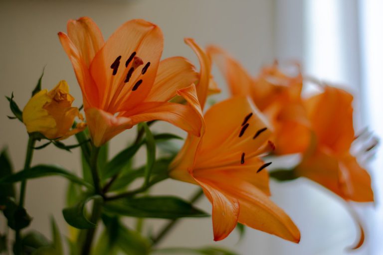Asiatic Lily Care: How To Grow Asiatic Lilies