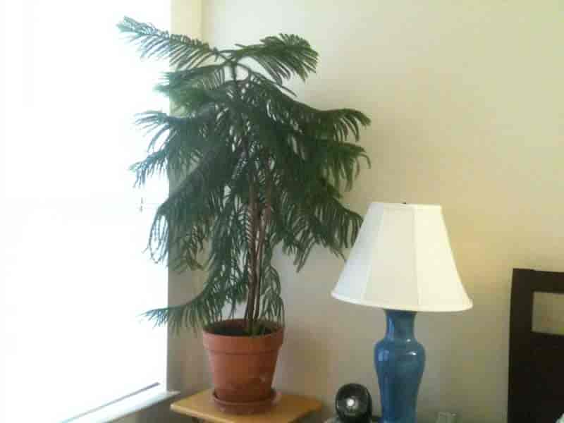 norfolk island pine growing indoors