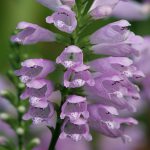 A close up of Obedient plant flower