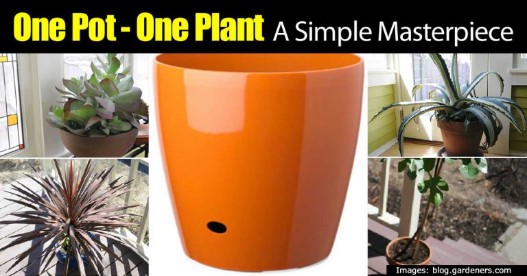 Create A Plant in a Pot Masterpiece