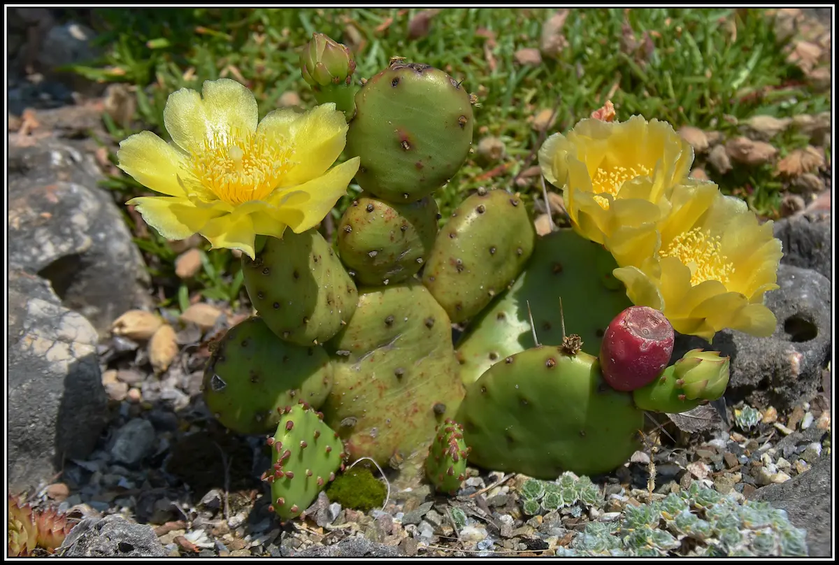 Growth and Care for Prickly Pear Cactus
