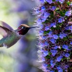 hummingbird feeding on purple flowers