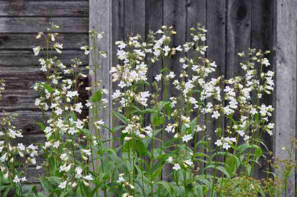 White Penstemon - Foxglove Beardtongue against a grey barn wall