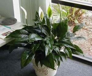 Peace lily in a container by a window