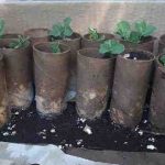 A dozen peas plants growing tubes
