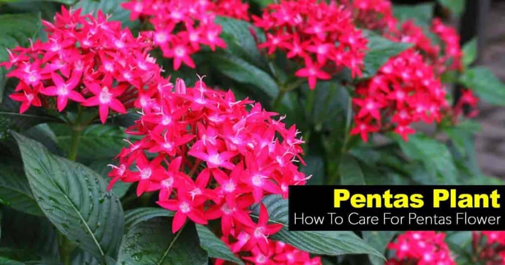 Bright red pentas plant flowers
