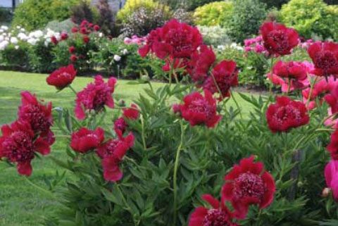 About a dozen red peonies in full bloom