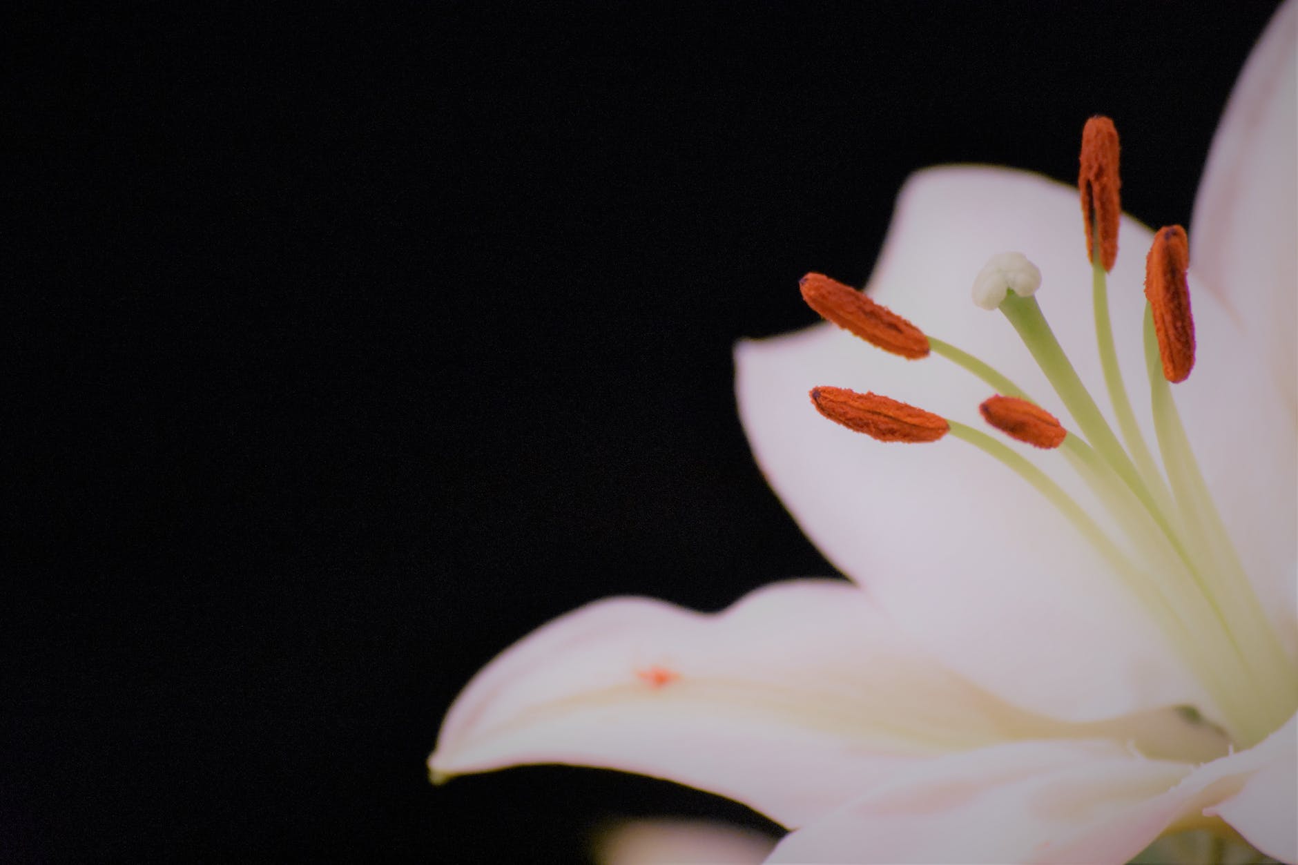 A close up of a white lily