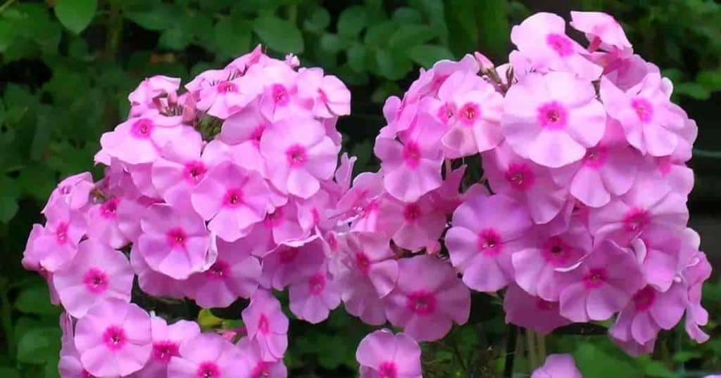 A close up of two pink phlox flowers