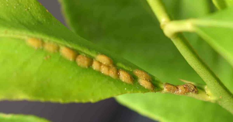 Scale Insects on Plants – Removing Scale Bugs On Plants Indoors and Out