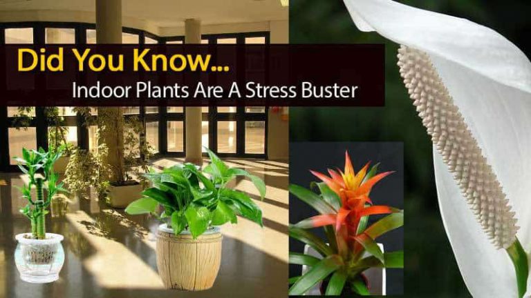 Indoor Plants Are A Stress Buster?