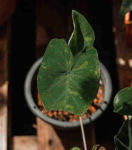 A young Elephant Ear Colocasia green leaf plant in a grey pot