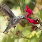 A hummingbird feeding on a red plant