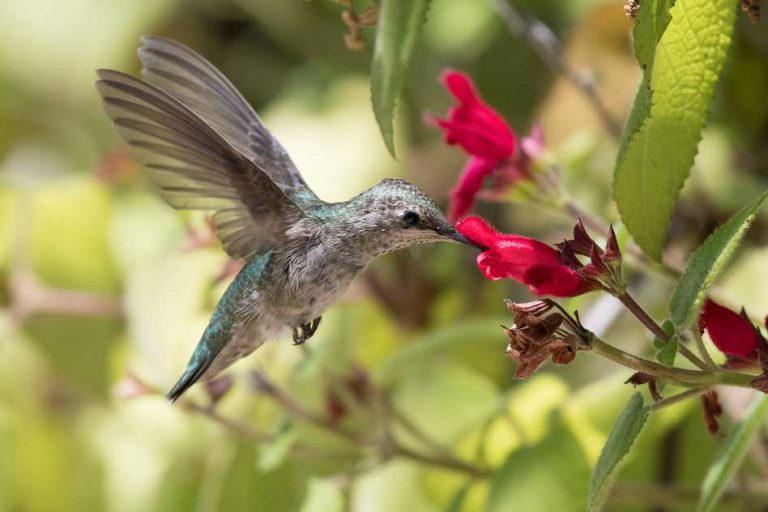 An Overview of Garden Plant Suggestions for Birds