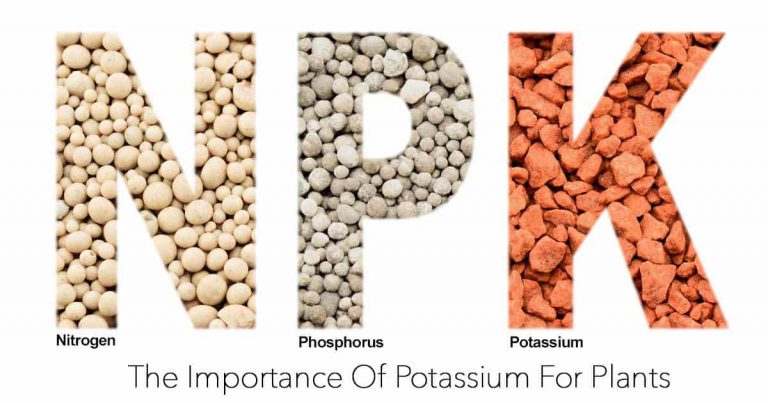 The Importance Of Potassium For Plants