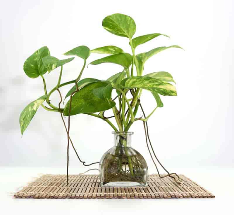 A marble Queen pothos is a clear glass container, very elegantly displayed