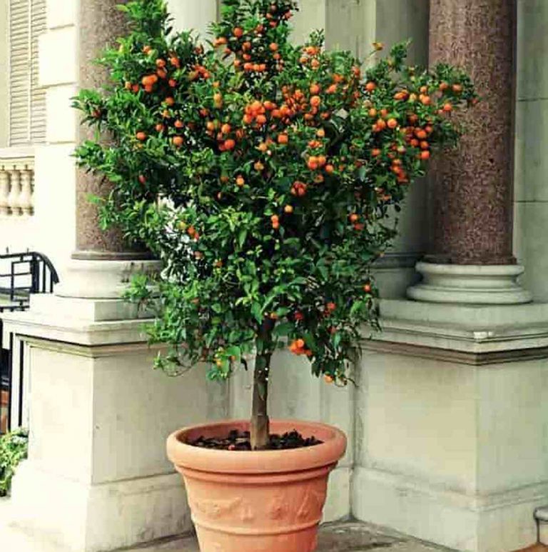 Best Potted Trees For Patio Fragrance