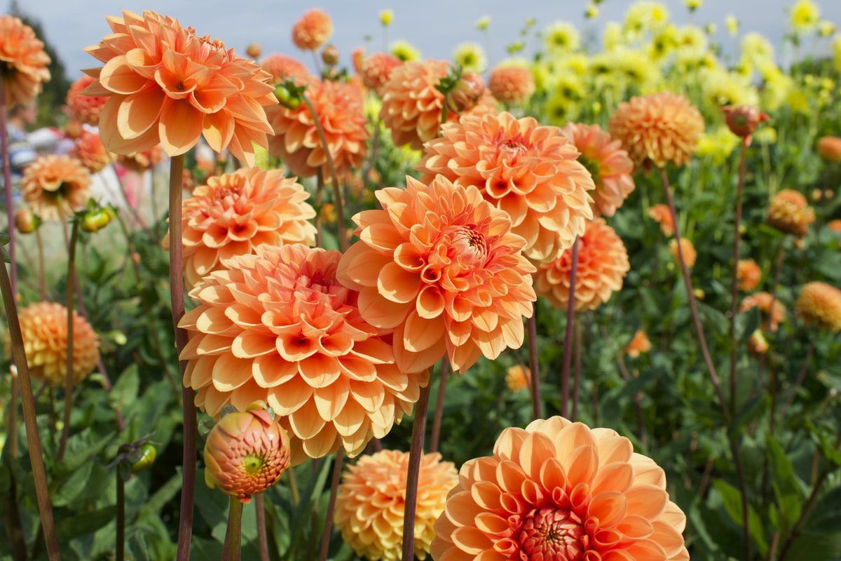 A patch of dahlia flowers and blooms in multiple colours