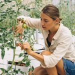 A Woman Pruning a Tomato Plant