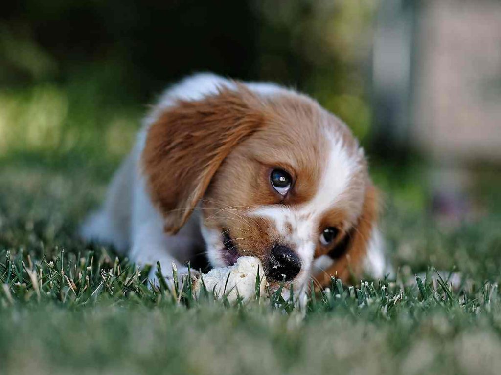 One puppy on grass chewing a stick