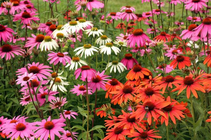 A patch of red, white, purple and orange echinacea or coneflowers