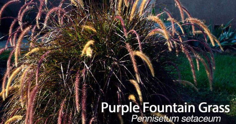 Purple Fountain Grass: How To Care For Pennisetum Setaceam