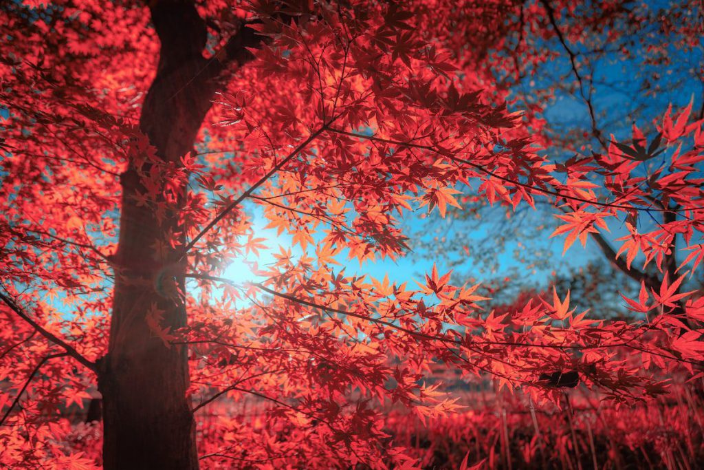 Red Maple Red Maple