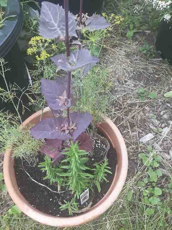 Red Orach in a container