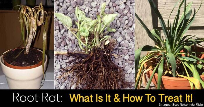 Caring For Plants With Root Rot