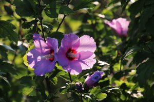 Two light purple Rose of Sharon with their leaves