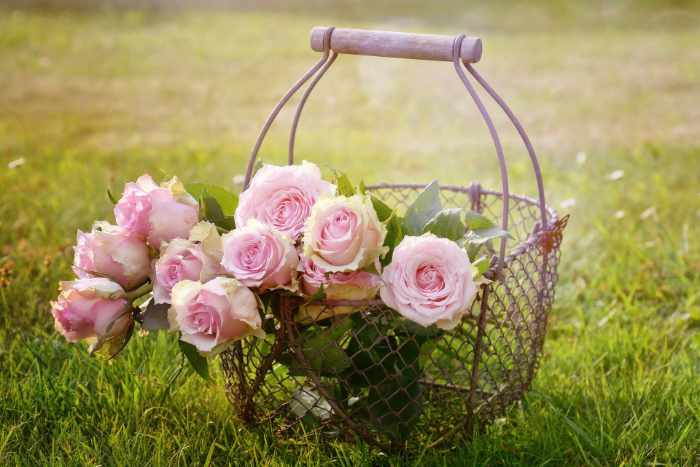 A basket full of fresh pink roses placed on the ground in a open field