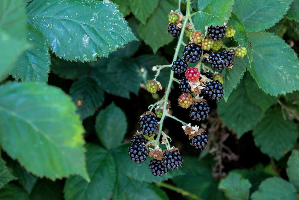 Blackberry is Easy to Grow